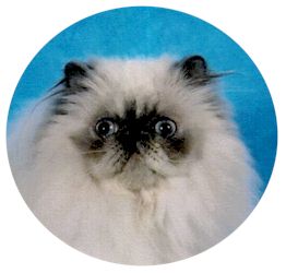 GC NewDestiny's Carnal Innocents!!! - blue cream point himalayan female