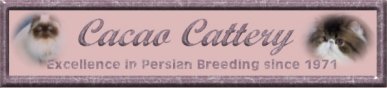 Cacao Cattery website banner