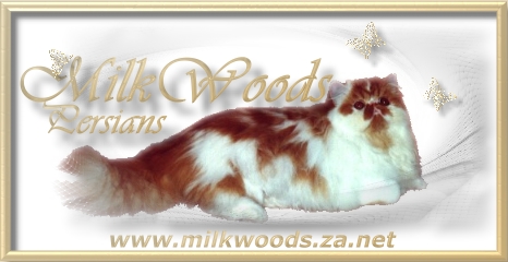 Milkwood Cattery website banner