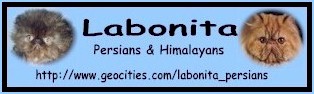 Labonita Persians Cattery website banner