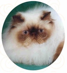 GC NewDestiny's Something To Remember - chocolate point himalayan male