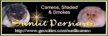 Sunlit Persian Cattery website banner