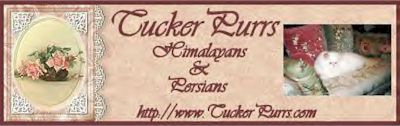 TuckerPurrs Cattery website banner