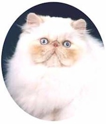 GC NewDestiny's Truly Scandalous - cream point himalayan male